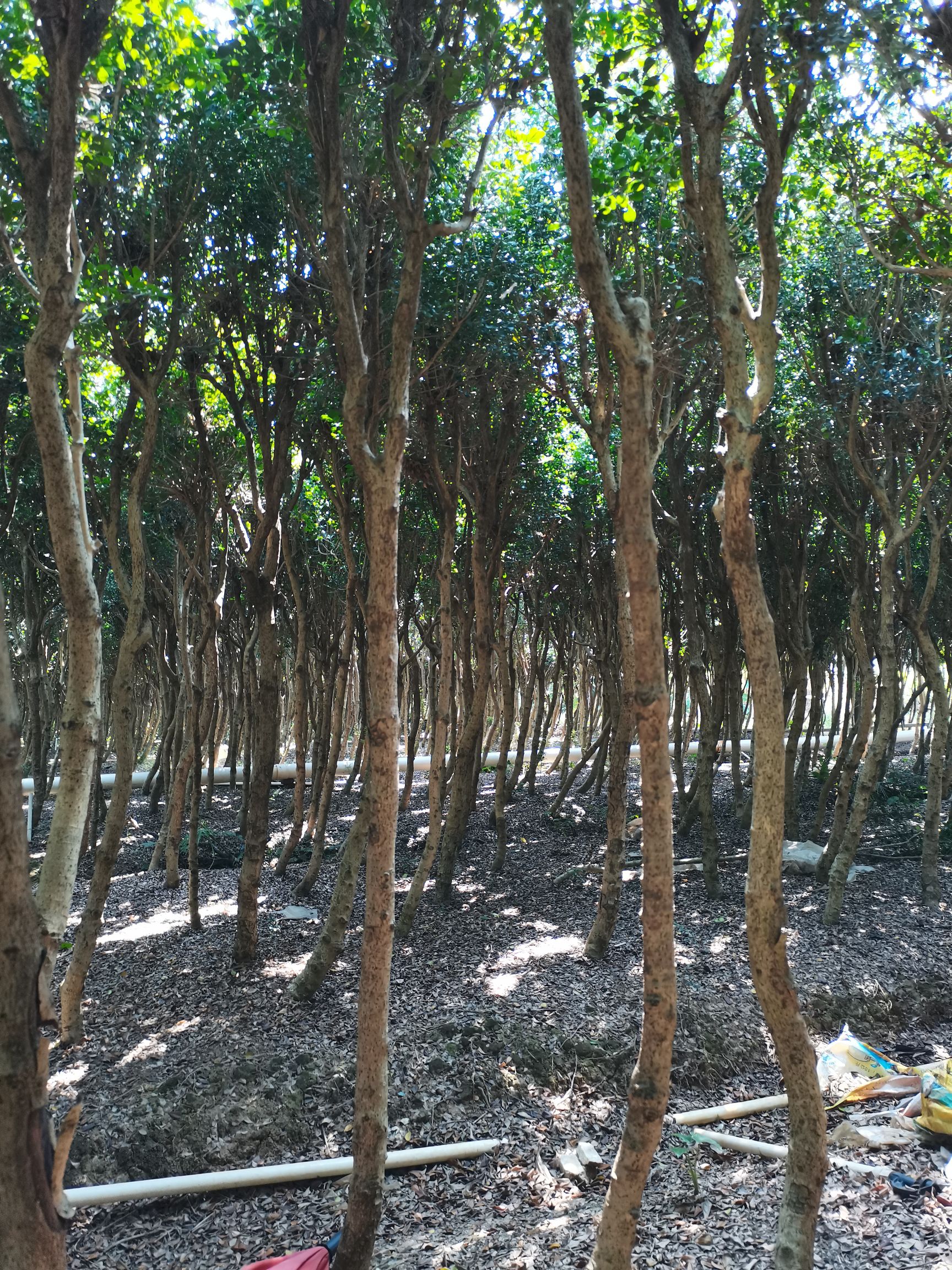  米兰，地苗，树高2米以上，直径3至6公分，量大价优